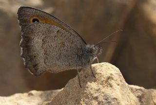 K���k Esmerperi&nbsp;(Hyponephele&nbsp;lycaon)