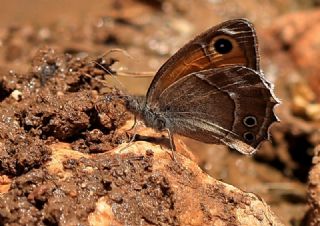 Ar Esmerperisi (Hyponephele wagneri)