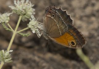 Ar Esmerperisi (Hyponephele wagneri)