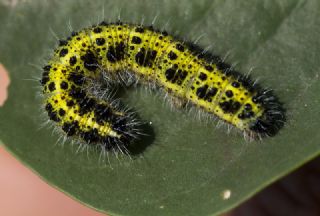 Byk Beyazmelek  (Pieris brassicae)