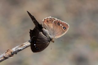 Hametli Pirireis (Satyrus ferulus)