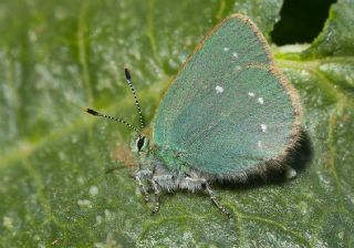 I�g�n Z�mr�t�, Minikz�mr�t&nbsp;(Callophrys&nbsp;mystaphia)