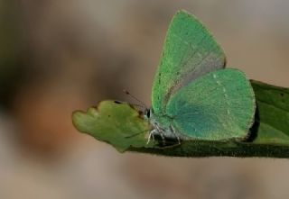 Nahvan Zmrt (Callophrys danchenkoi)