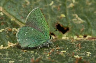 Ign Zmrt, Minikzmrt (Callophrys mystaphia)