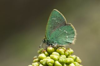 Ign Zmrt, Minikzmrt (Callophrys mystaphia)