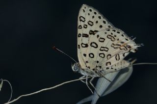 Uygur eytanc (Cigaritis uighurica)