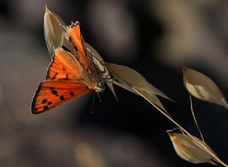 Uygur eytanc (Cigaritis uighurica)
