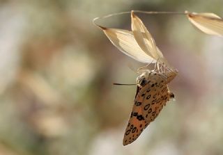 Uygur eytanc (Cigaritis uighurica)