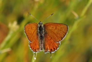 Frat Bakr Gzeli (Margelycaena euphratica )