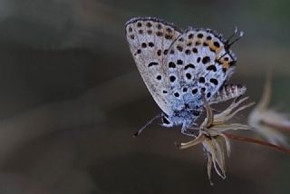 Frat Bakr Gzeli (Margelycaena euphratica )