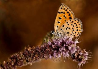 Alev Ategzeli (Lycaena kefersteinii)