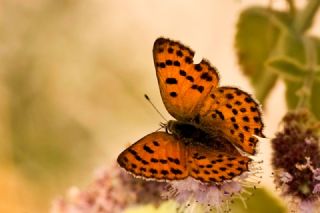 Alev Ategzeli (Lycaena kefersteinii)