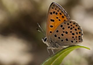 Alev Ategzeli (Lycaena kefersteinii)