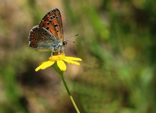 Kk Ate Gzeli (Lycaena thersamon)