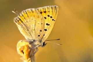 Da Atei (Lycaena thetis)