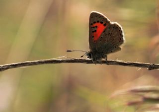 Kafkasya Gelincii (Tomares callimachus)