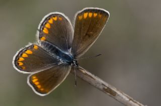 Anadolu Esmergz (Plebejus modicus)