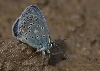 Trkmenistan Esmergz (Plebejus zephyrinus)