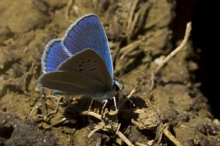 Lacivert Anadolu okgzls (Polyommatus actis )