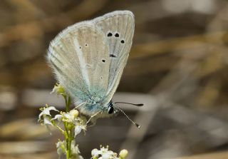 Lacivert Anadolu okgzls (Polyommatus actis )