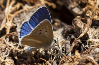 Lacivert Anadolu �okg�zl�s�&nbsp;(Polyommatus&nbsp;actis )