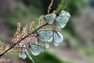 Al Beyaz (Aporia crataegi)