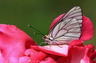 Al Beyaz (Aporia crataegi)