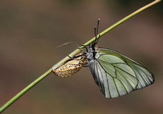 Al Beyaz (Aporia crataegi)