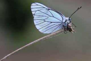 Al Beyaz (Aporia crataegi)