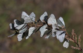 Al Beyaz (Aporia crataegi)