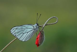 Al Beyaz (Aporia crataegi)