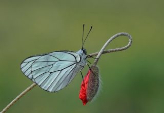 Al Beyaz (Aporia crataegi)