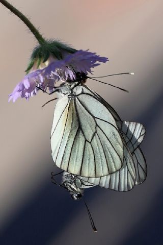 Al Beyaz (Aporia crataegi)