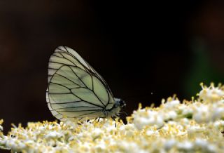 Al Beyaz (Aporia crataegi)