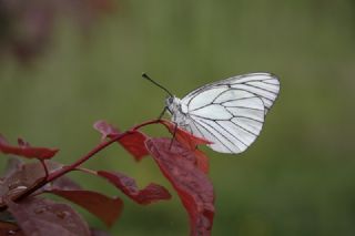 Al Beyaz (Aporia crataegi)