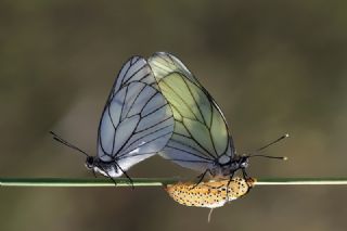 Al Beyaz (Aporia crataegi)