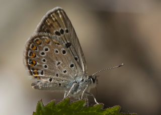 Acem okgzls (Polyommatus alcedo)