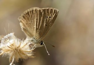 okgzl Anadolu Tyls (Polyommatus antidolus)