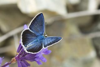 Artvin okgzls (Polyommatus artvinensis)