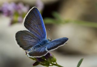 Artvin �okg�zl�s�&nbsp;(Polyommatus&nbsp;artvinensis)