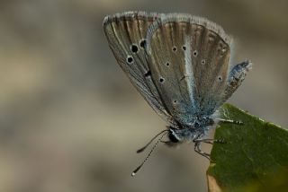 Artvin �okg�zl�s�&nbsp;(Polyommatus&nbsp;artvinensis)