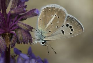 Artvin okgzls (Polyommatus artvinensis)