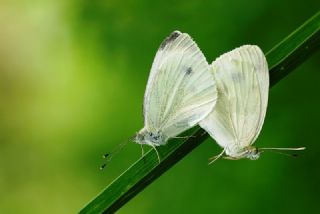 Yalanc Beyazmelek (Pieris pseudorapae)