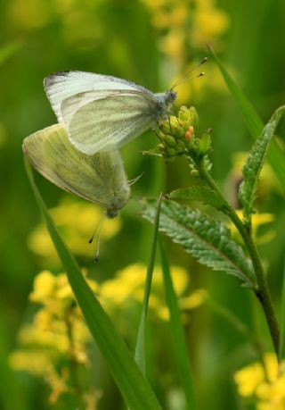 Kk Beyazmelek (Pieris rapae)