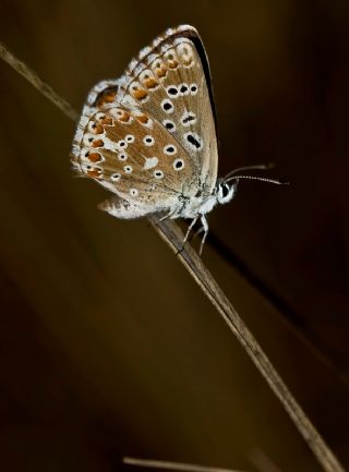 okgzl Yalanc illi Mavi (Polyommatus corydonius)