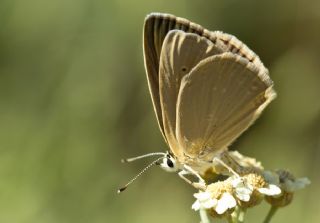 Mezopotamya �okg�zl�s�&nbsp;(Polyommatus&nbsp;dama)