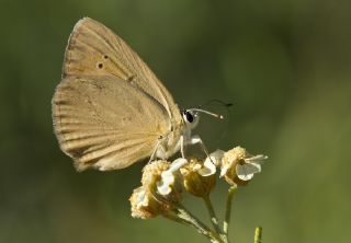Mezopotamya �okg�zl�s�&nbsp;(Polyommatus&nbsp;dama)
