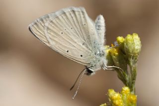 Mezopotamya �okg�zl�s�&nbsp;(Polyommatus&nbsp;dama)