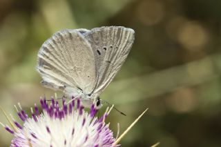 Mezopotamya okgzls (Polyommatus dama)