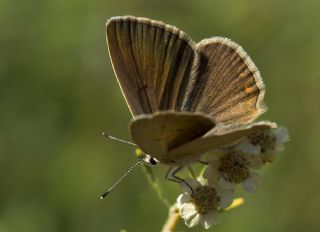 Mezopotamya �okg�zl�s�&nbsp;(Polyommatus&nbsp;dama)